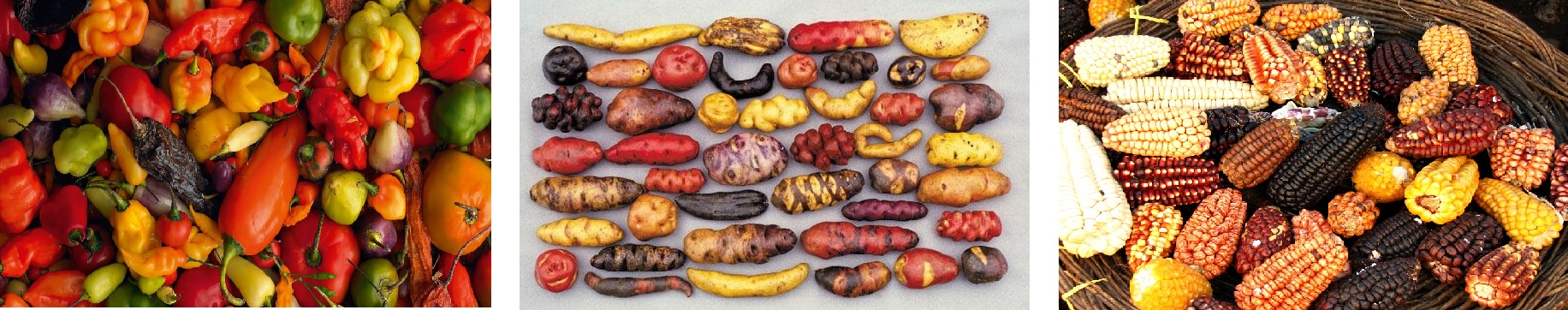 chili-majs-kartofler chili-majs-kartofler